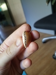 Notocypraea angustata