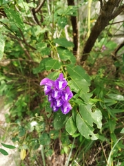 Scutellaria baicalensis
