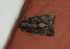 Apamea monoglypha