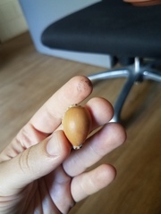 Notocypraea angustata