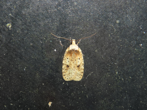 Agonopterix flavicomella photo 3