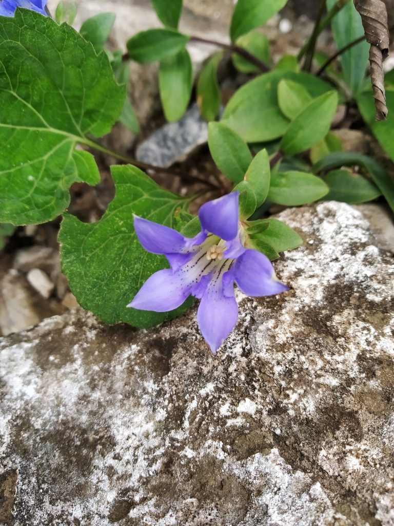 Gentiana walujewii