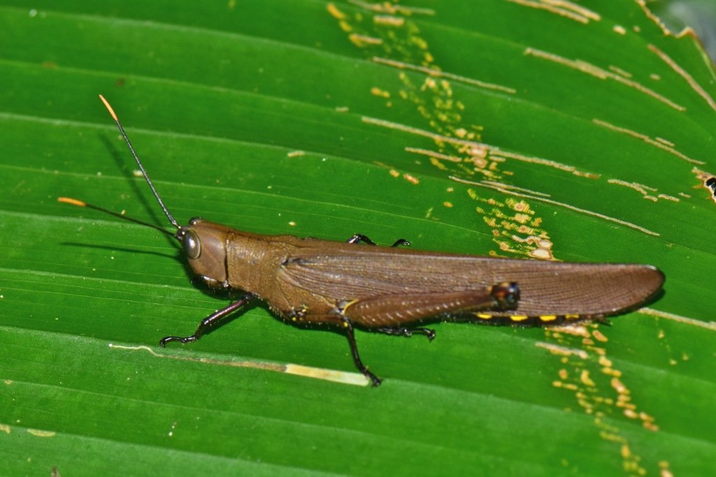 Copiocera austera