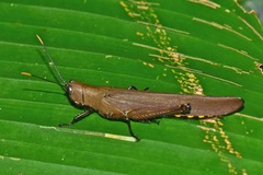 Copiocera austera