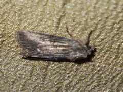 Bryophila raptricula