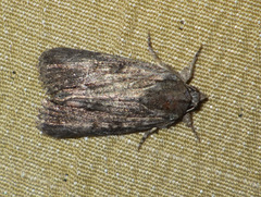 Bryophila raptricula