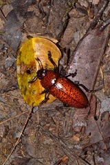 Pselaphacus nigropunctatus