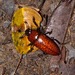 Pselaphacus nigropunctatus - Photo (c) Felipe Campos, some rights reserved (CC BY-NC), uploaded by Felipe Campos