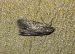 Bryophila raptricula