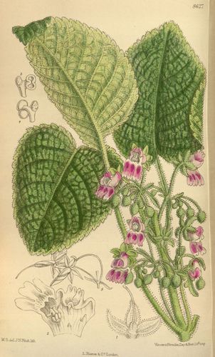 Ornithoboea lacei