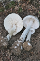 Amanita suballiacea