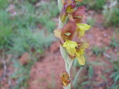 Gladiolus woodii