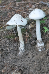 Amanita suballiacea
