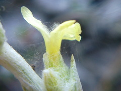 Sideritis taurica