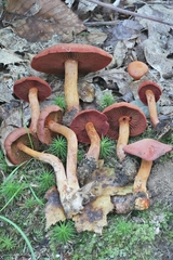 Cortinarius harrisonii