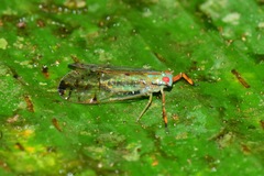 Hesticus