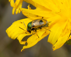 Cryptocephalus laetus