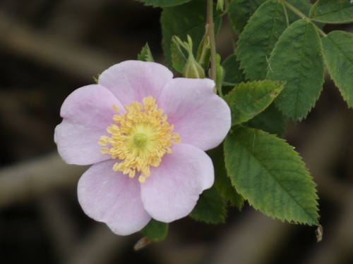 iNaturalist observation photo of California Wild Rose