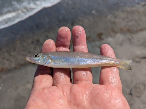 Japanese sillago (Sillago japonica) — Sillaginidae — 3