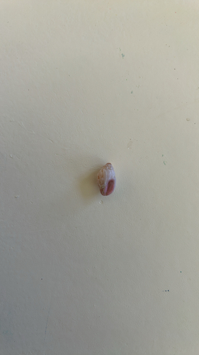 Morula porphyrostoma observed 2025-03-23