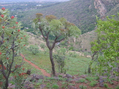 Cussonia paniculata sinuata