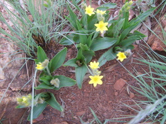 Hypoxis galpinii
