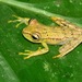 Tetete's Tree Frog - Photo (c) Felipe Campos, some rights reserved (CC BY-NC), uploaded by Felipe Campos
