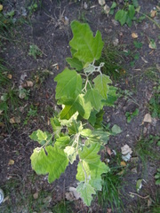 Populus alba