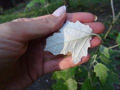 Populus alba
