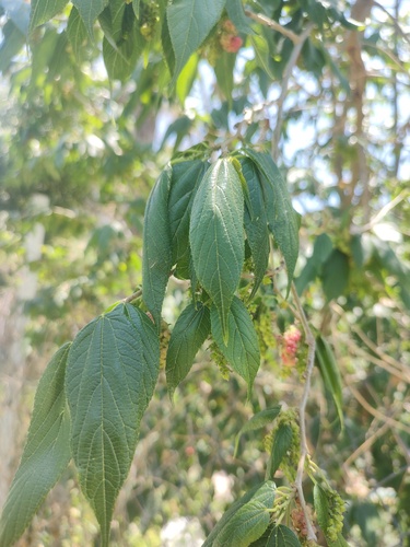 Foto de Amora-do-mato