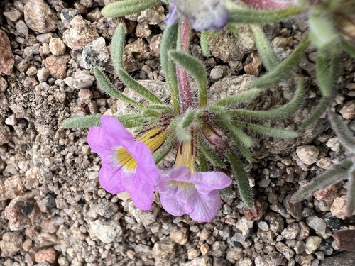 Ground nama (Nama aretioides)