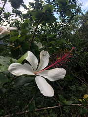 Hibiscus arnottianus