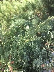 Juniperus