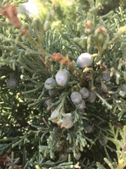 Juniperus