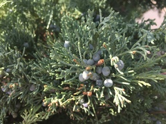 Juniperus