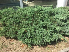 Juniperus
