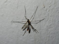 Ptychoptera albimana