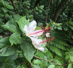 Hibiscus arnottianus