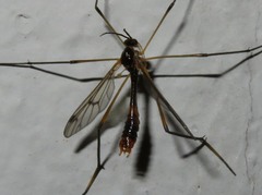 Ptychoptera albimana