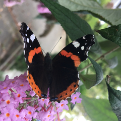 Vanessa atalanta