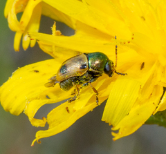 Cryptocephalus laetus