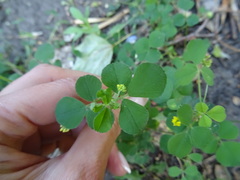 Medicago lupulina