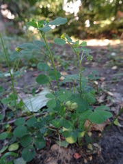 Medicago lupulina