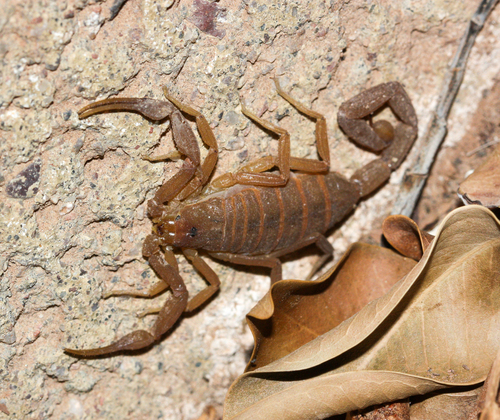 Arizona bark scorpion
