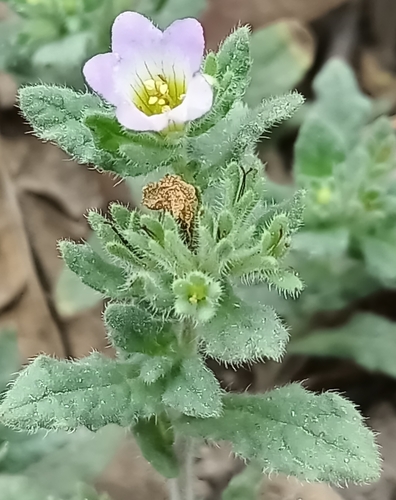 Image of Nama hispida by (c) José Gerardo Velasco, some rights reserved (CC BY-SA)