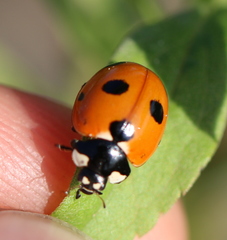 Coccinella magnifica