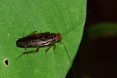 Euphyllodromia