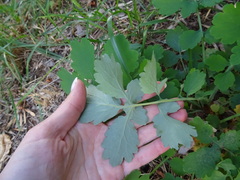 Chelidonium majus