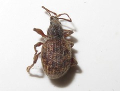 Otiorhynchus crataegi