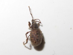 Otiorhynchus crataegi